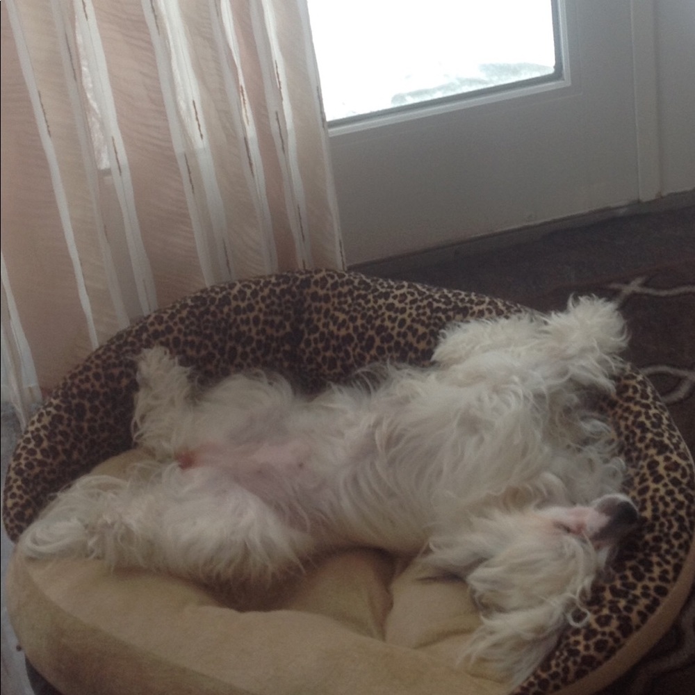 Meet your Posher, Anna